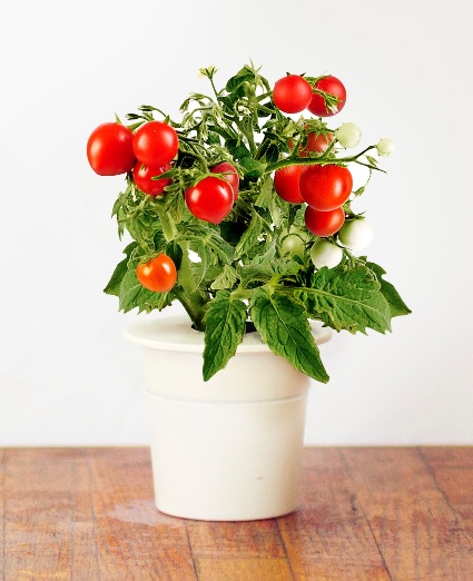 StartKit Картридж Click &amp; Grow (томат)