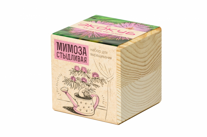 Eco Экокуб "Мимоза стыдливая"