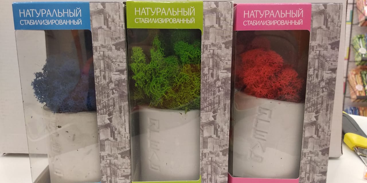 Мох Ягель натуральный, стабилизированный, зеленый, в дизайнерском горшке.