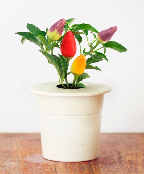 StartKit Картридж Click &amp; Grow (перец)